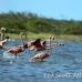 flamingo_pink_wc_h_0365_tci0365.jpg